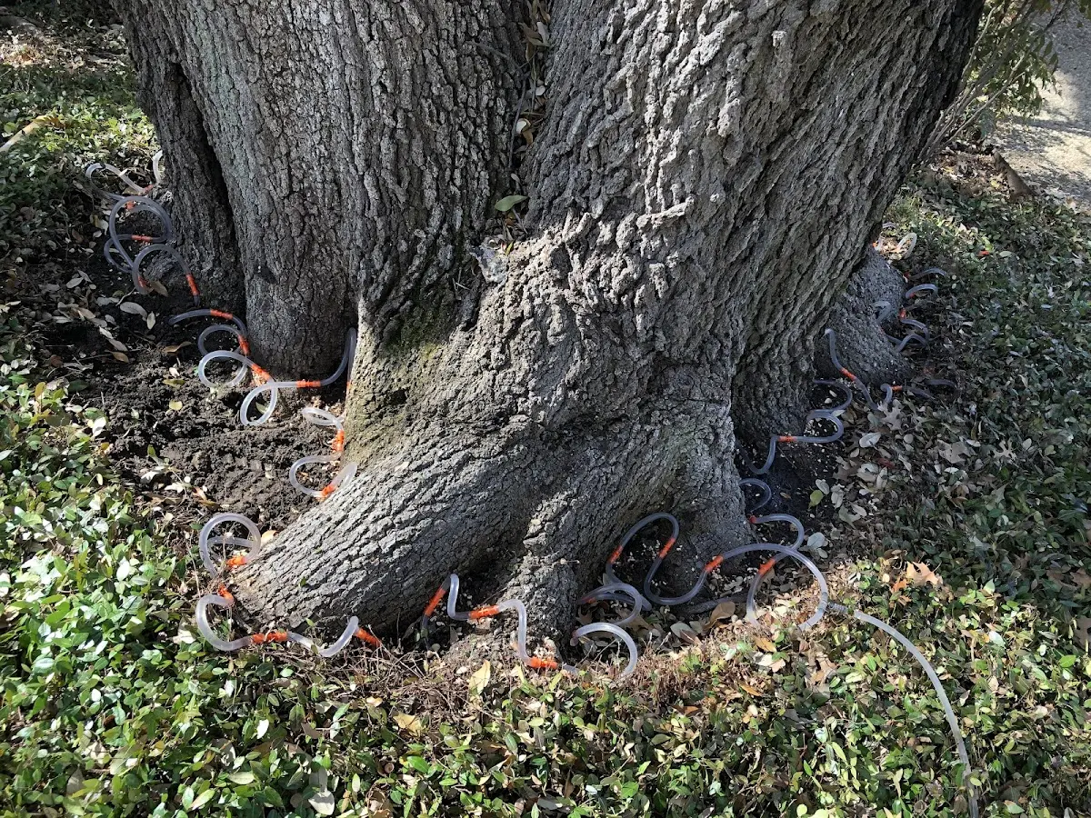 Detailed Tree Cabling and Bracing job site in White Deer