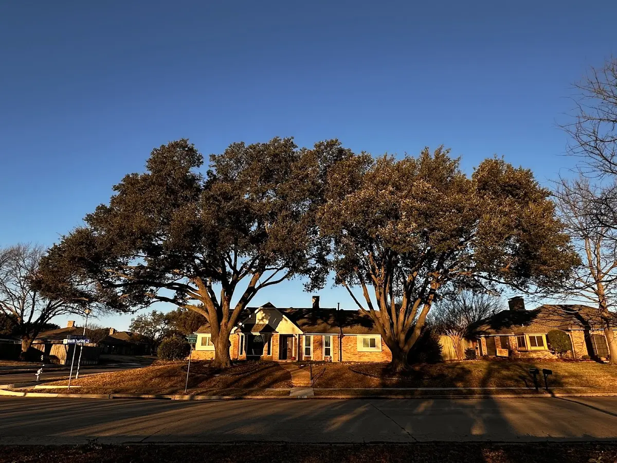 Established residential canopy tree shading a home in White Deer